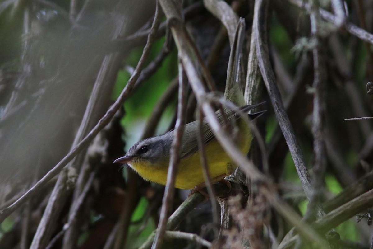 Golden-crowned Warbler - ML616986428