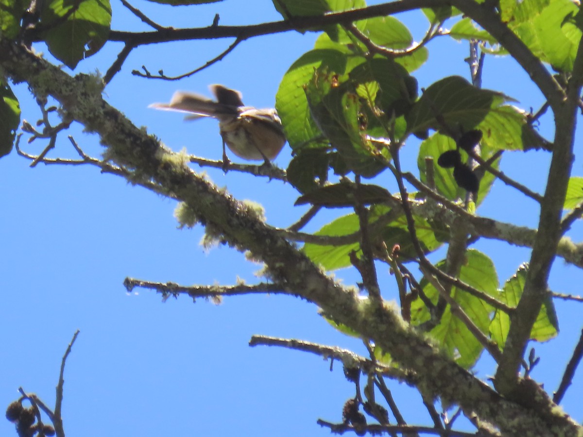 Plain-tailed Warbling Finch - ML616986487
