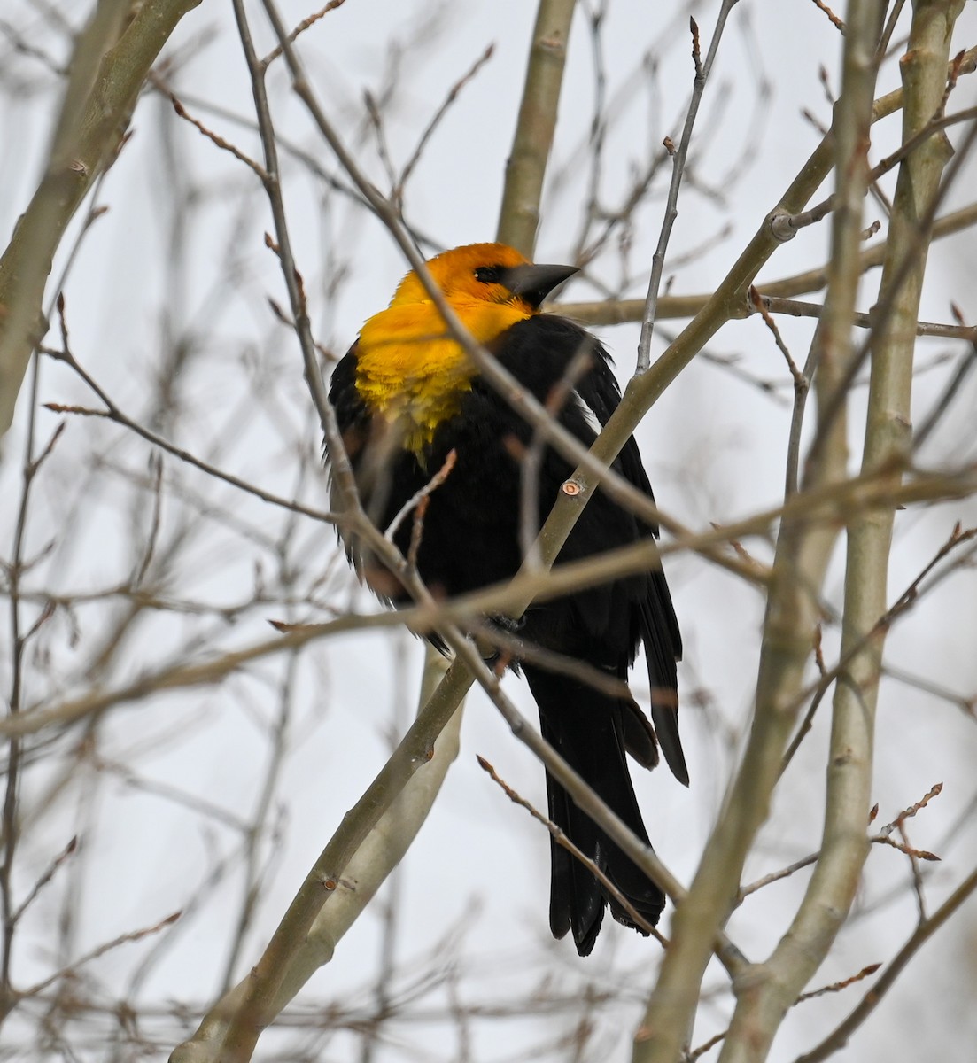 Yellow-headed Blackbird - ML616986572