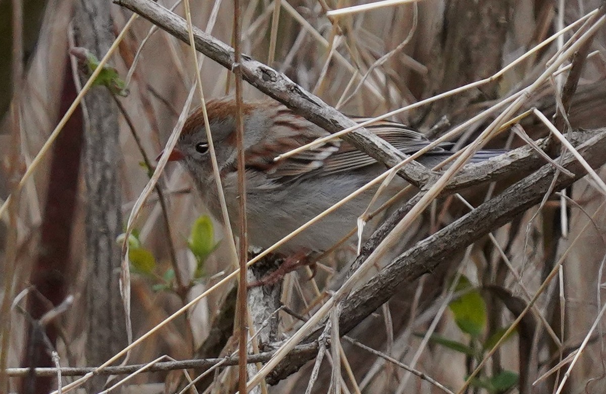 Field Sparrow - ML616986698