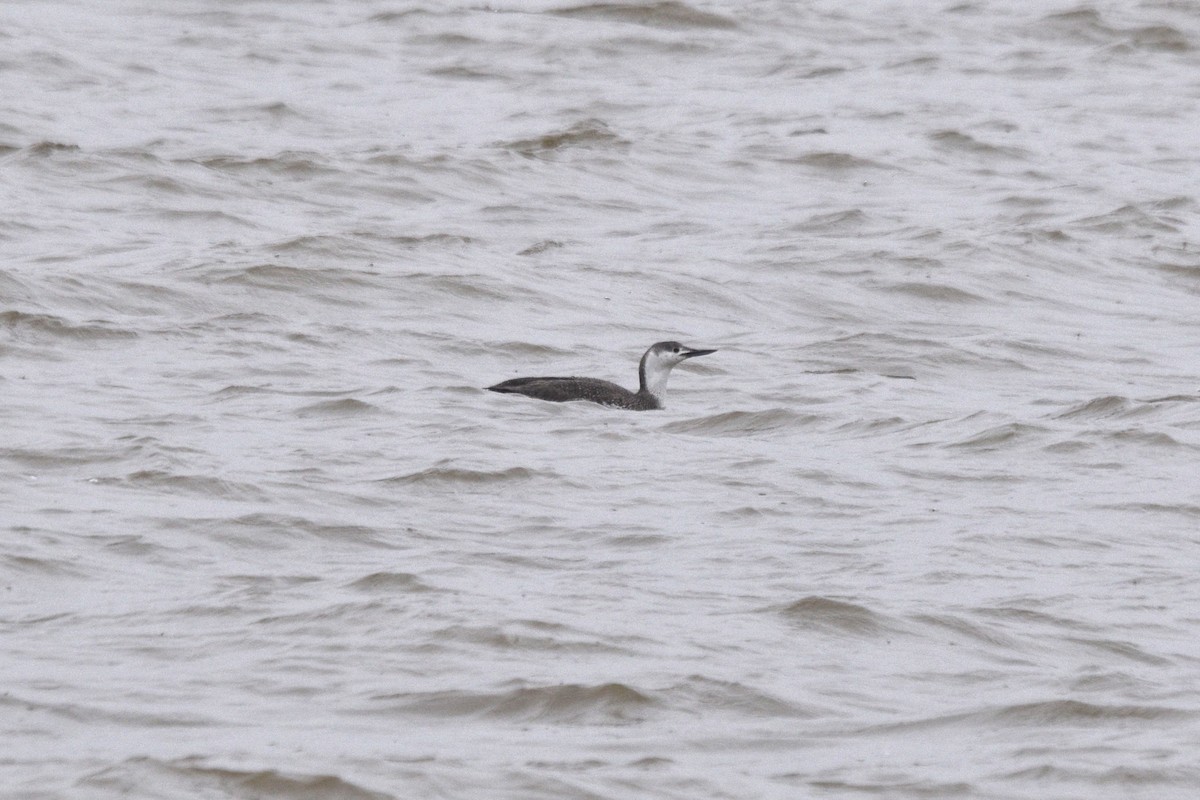 Red-throated Loon - ML616986794