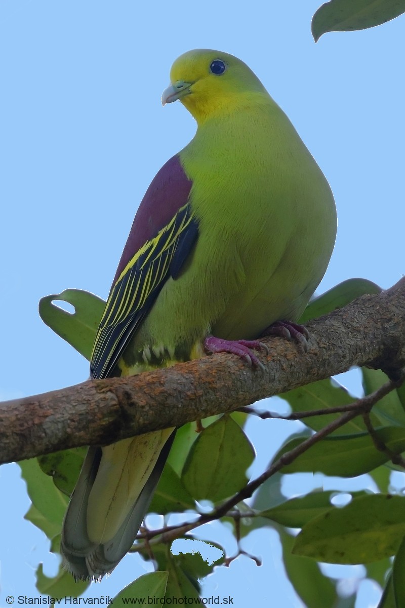 Sri Lanka Green-Pigeon - ML616986824
