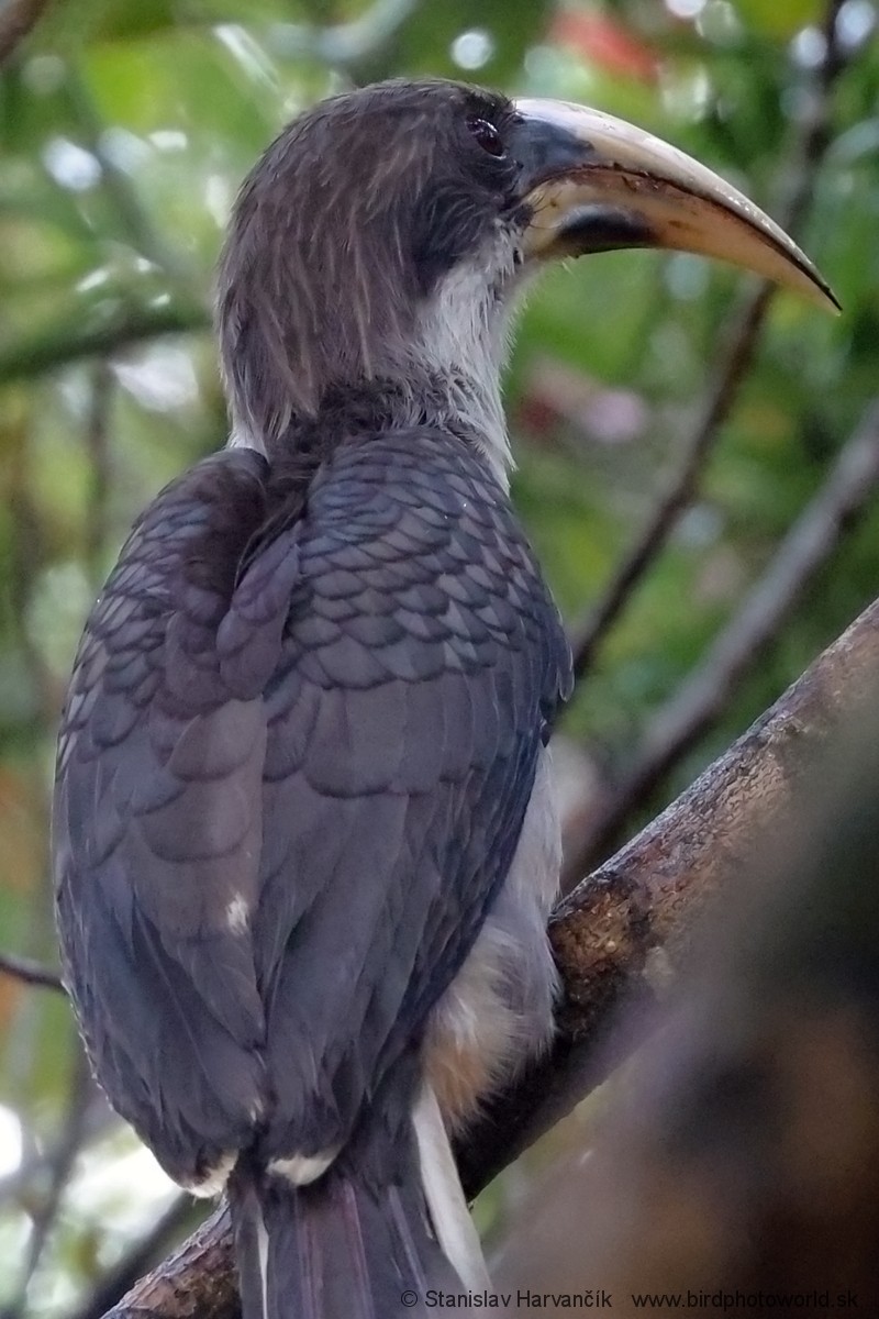 Sri Lanka Gray Hornbill - Stanislav Harvančík