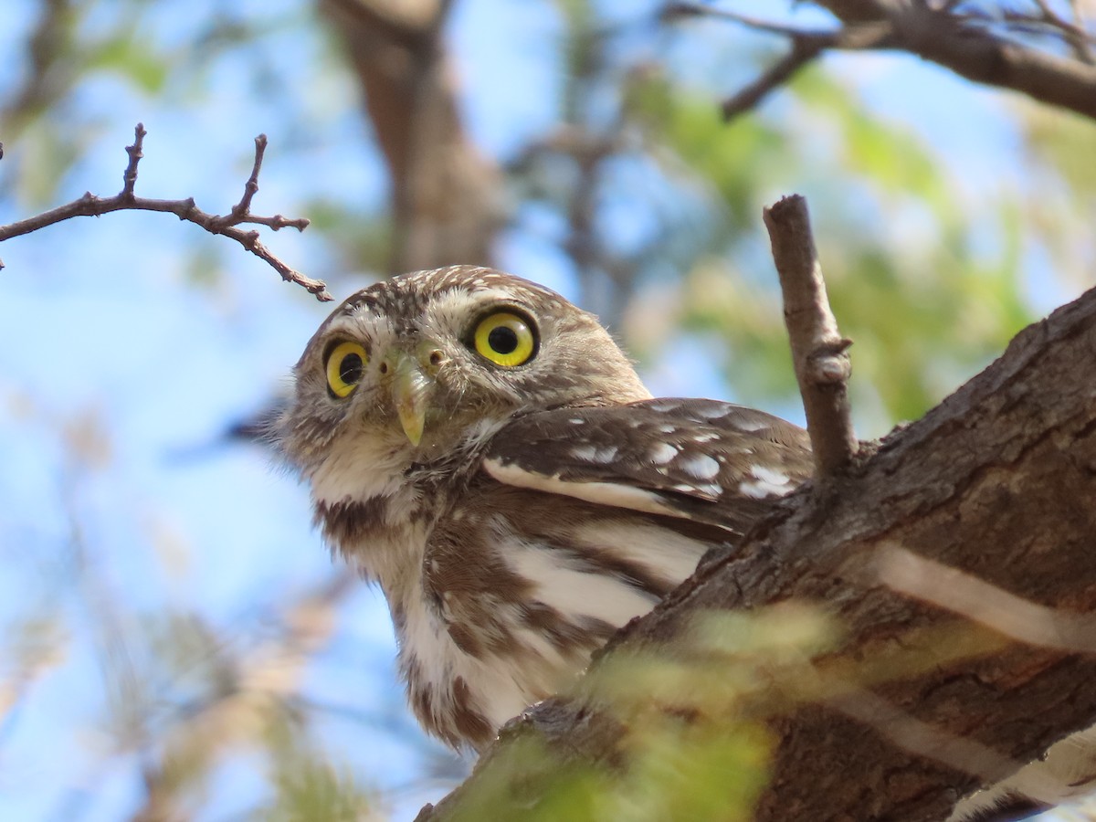 Ferruginous Pygmy-Owl - Kim Wylie