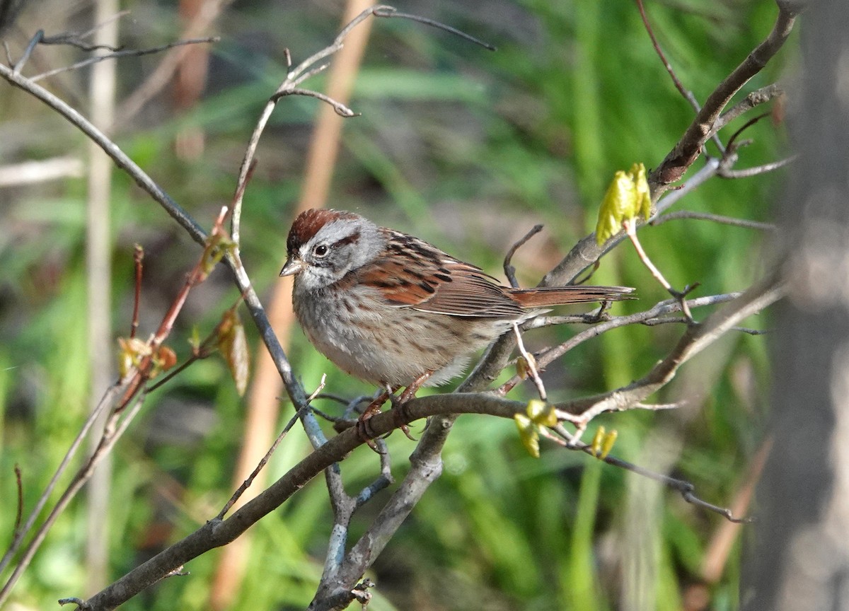 Swamp Sparrow - ML616986923