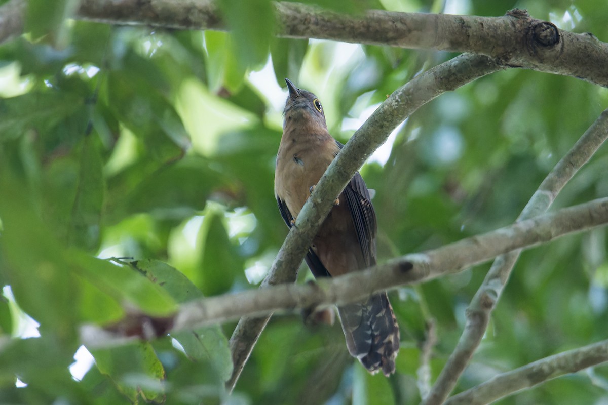 Brush Cuckoo (Sunda) - ML616986986