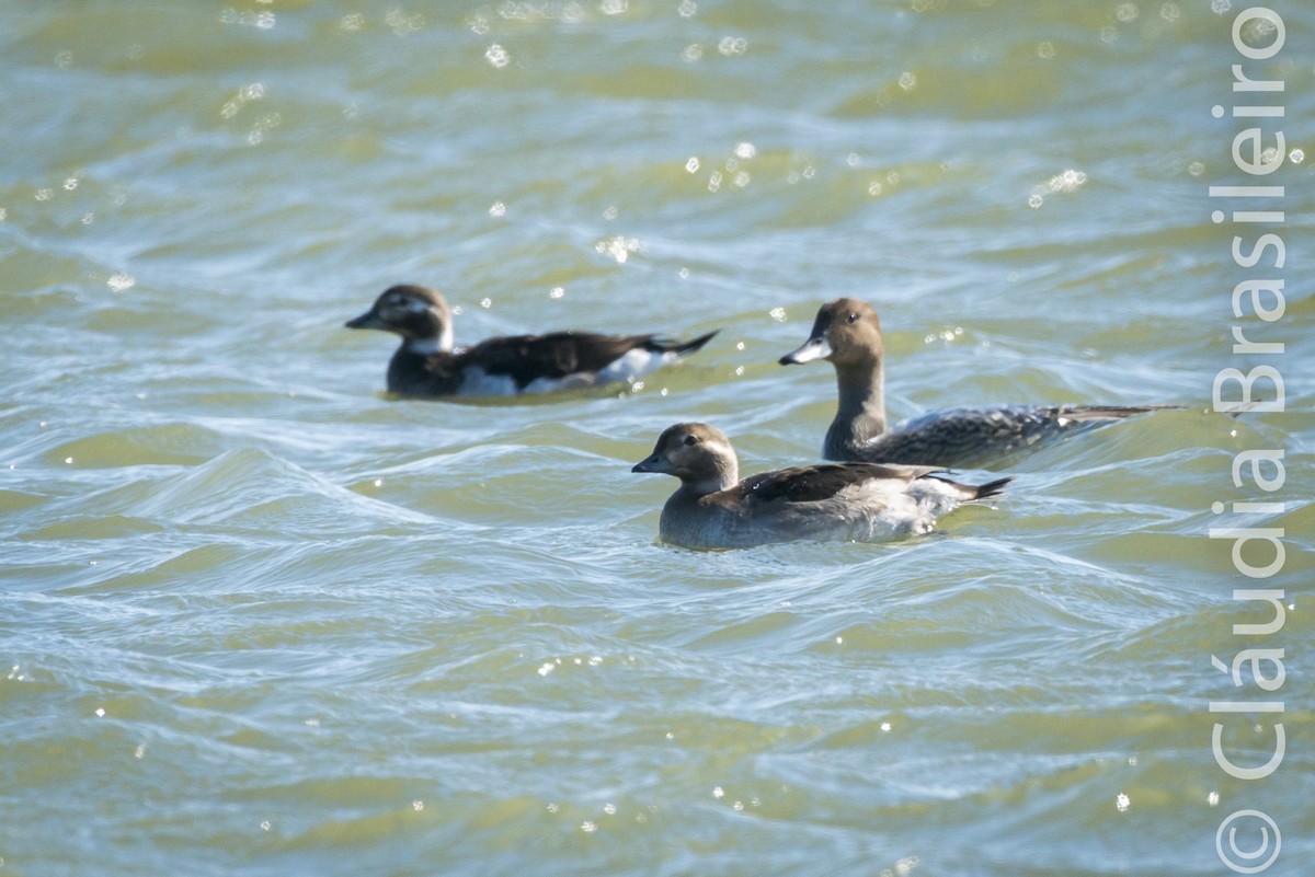 Long-tailed Duck - ML61698701