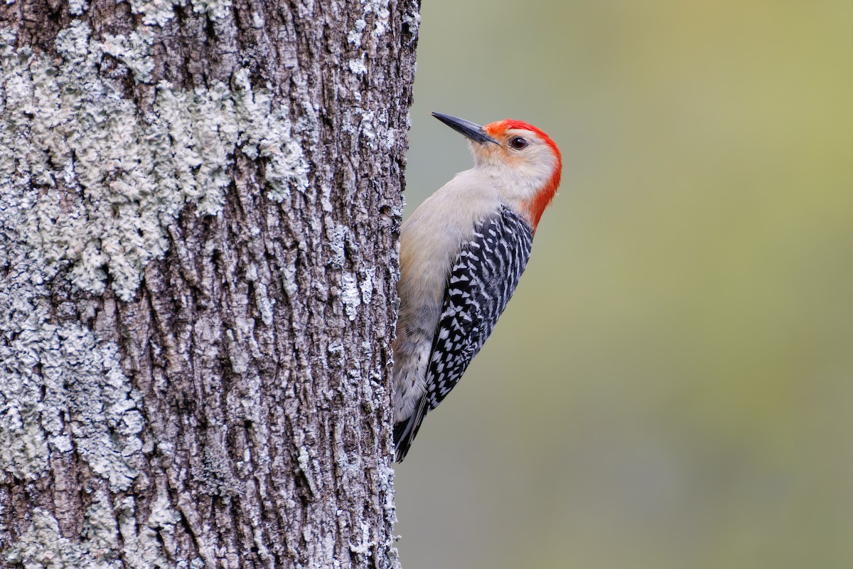 Red-bellied Woodpecker - ML616987010