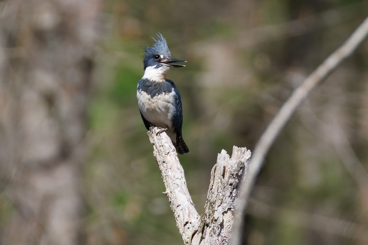 Belted Kingfisher - ML616987016