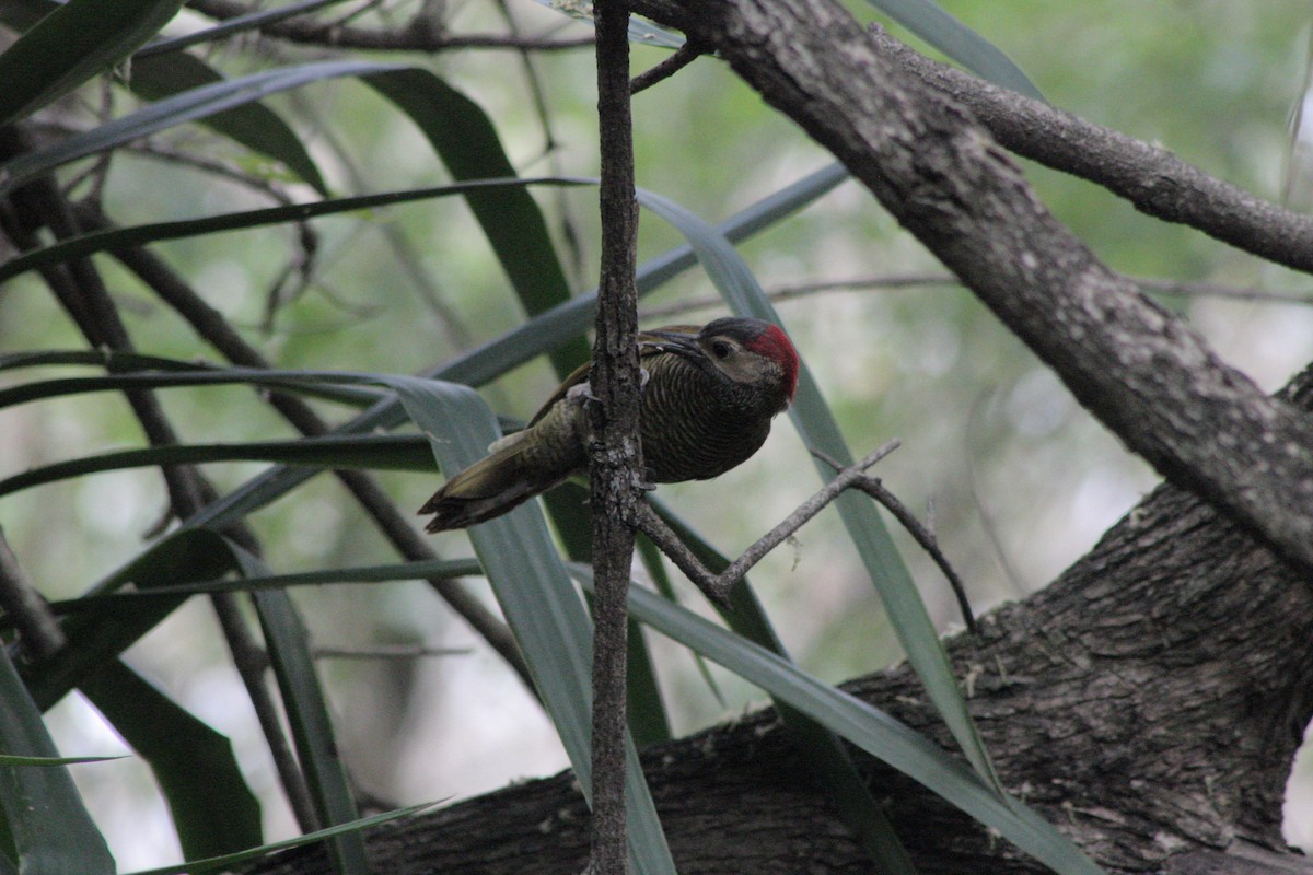 Golden-olive Woodpecker - ML616987108