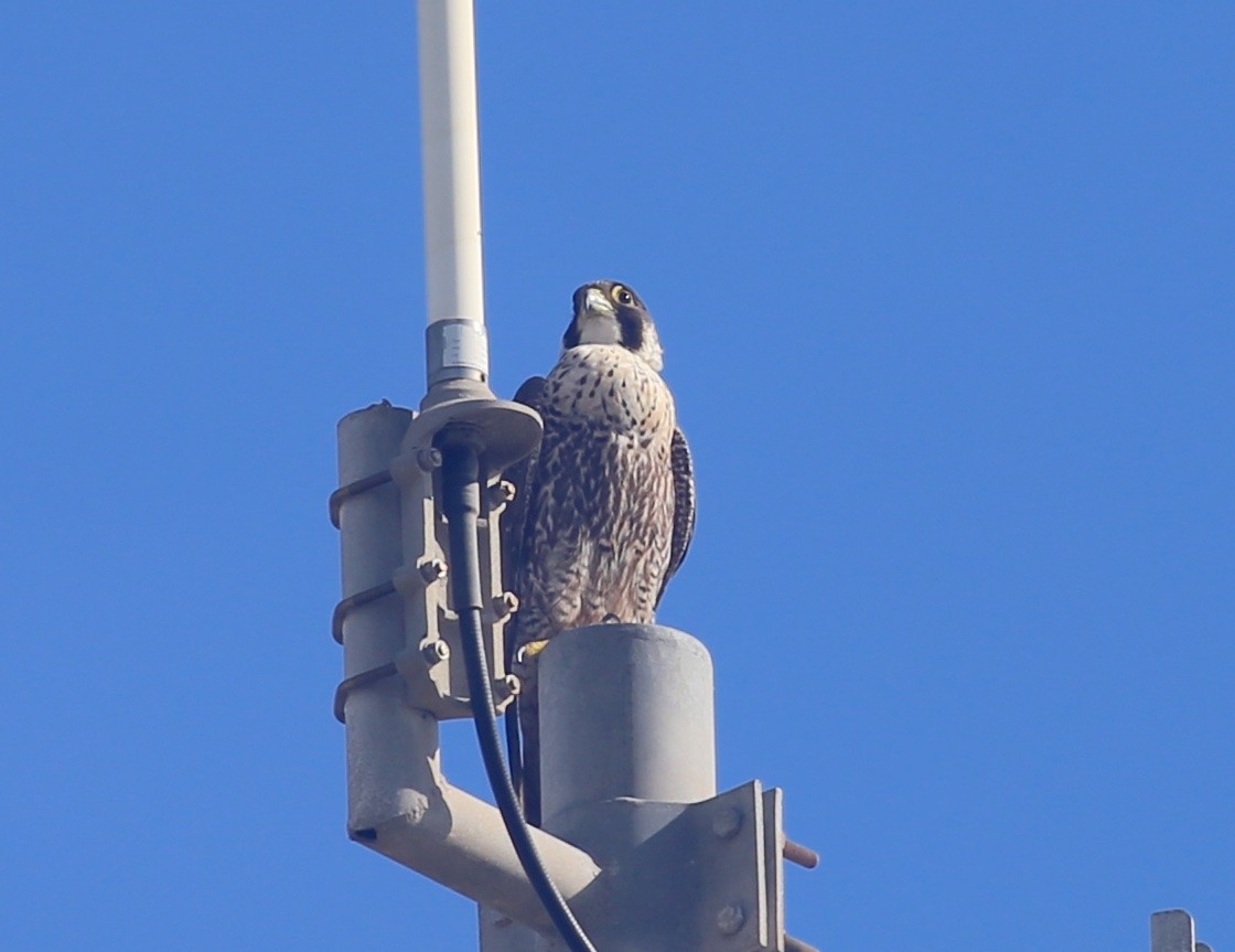 Peregrine Falcon (Mediterranean) - ML616987152