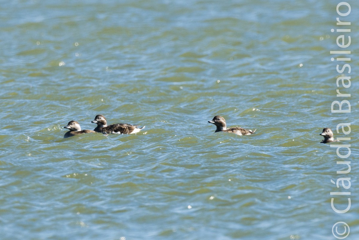 Long-tailed Duck - ML61698721