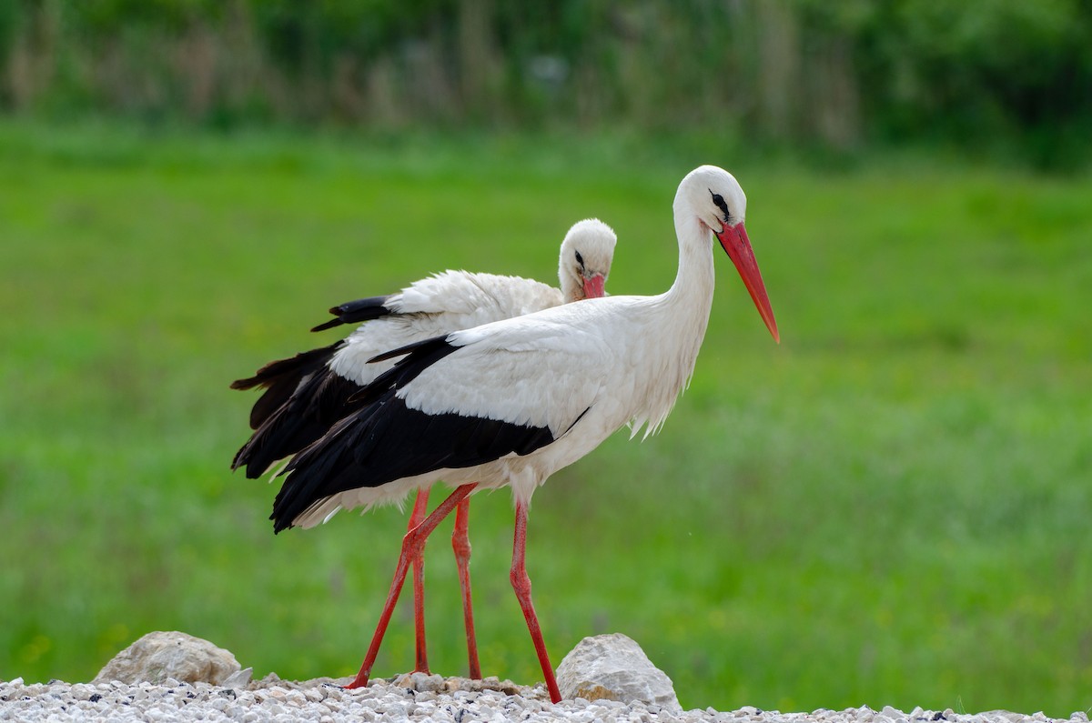 White Stork - ML616987265