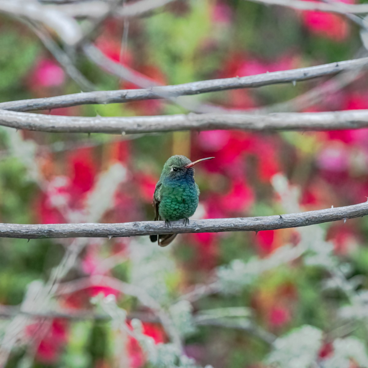 Broad-billed Hummingbird - ML616987267