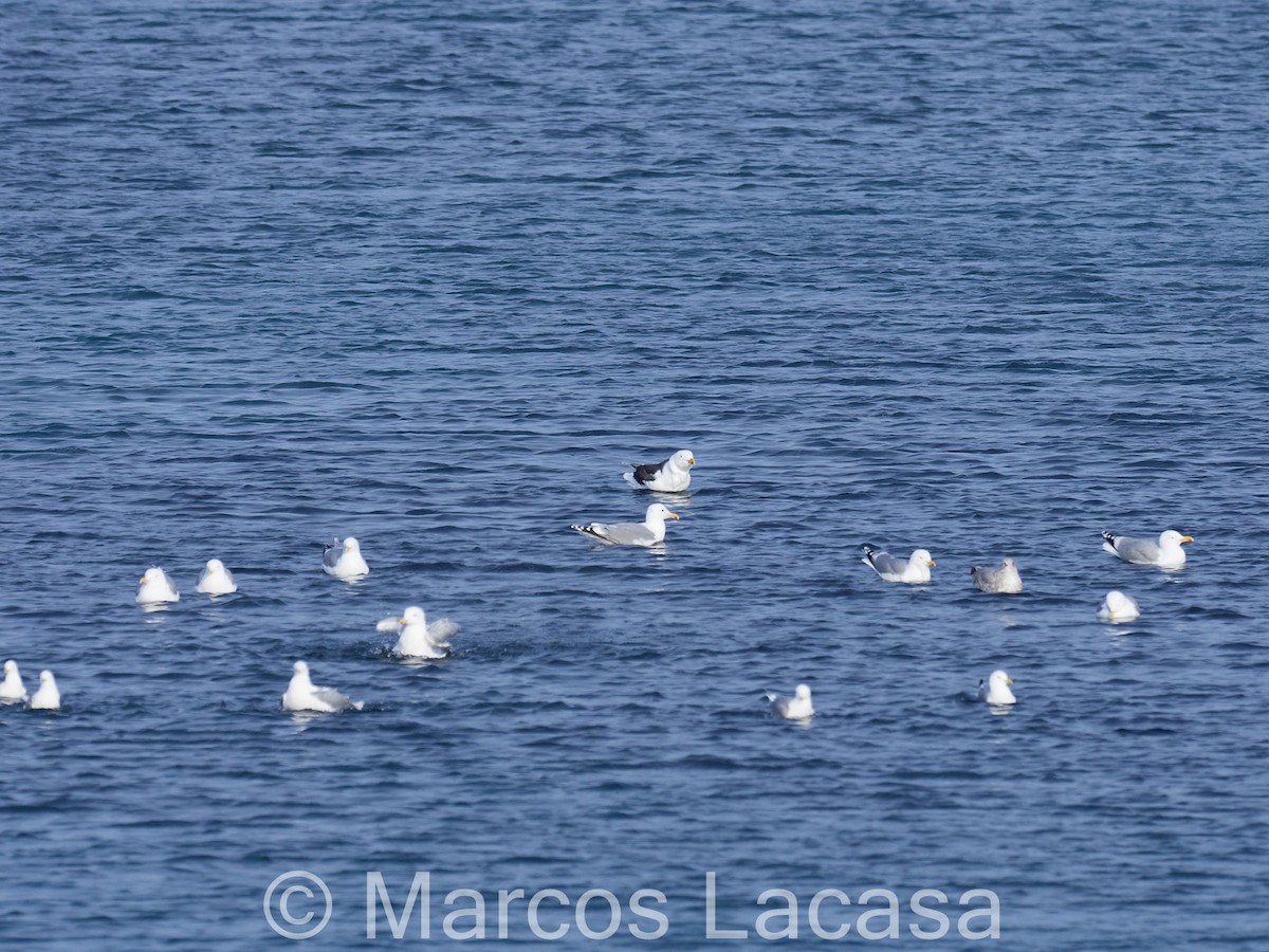 Great Black-backed Gull - Marcos Lacasa