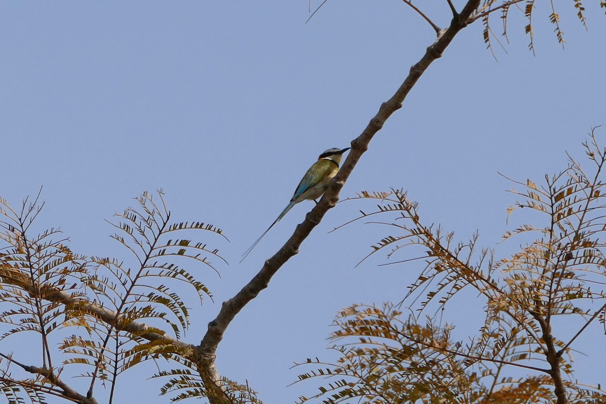 White-throated Bee-eater - ML616987473