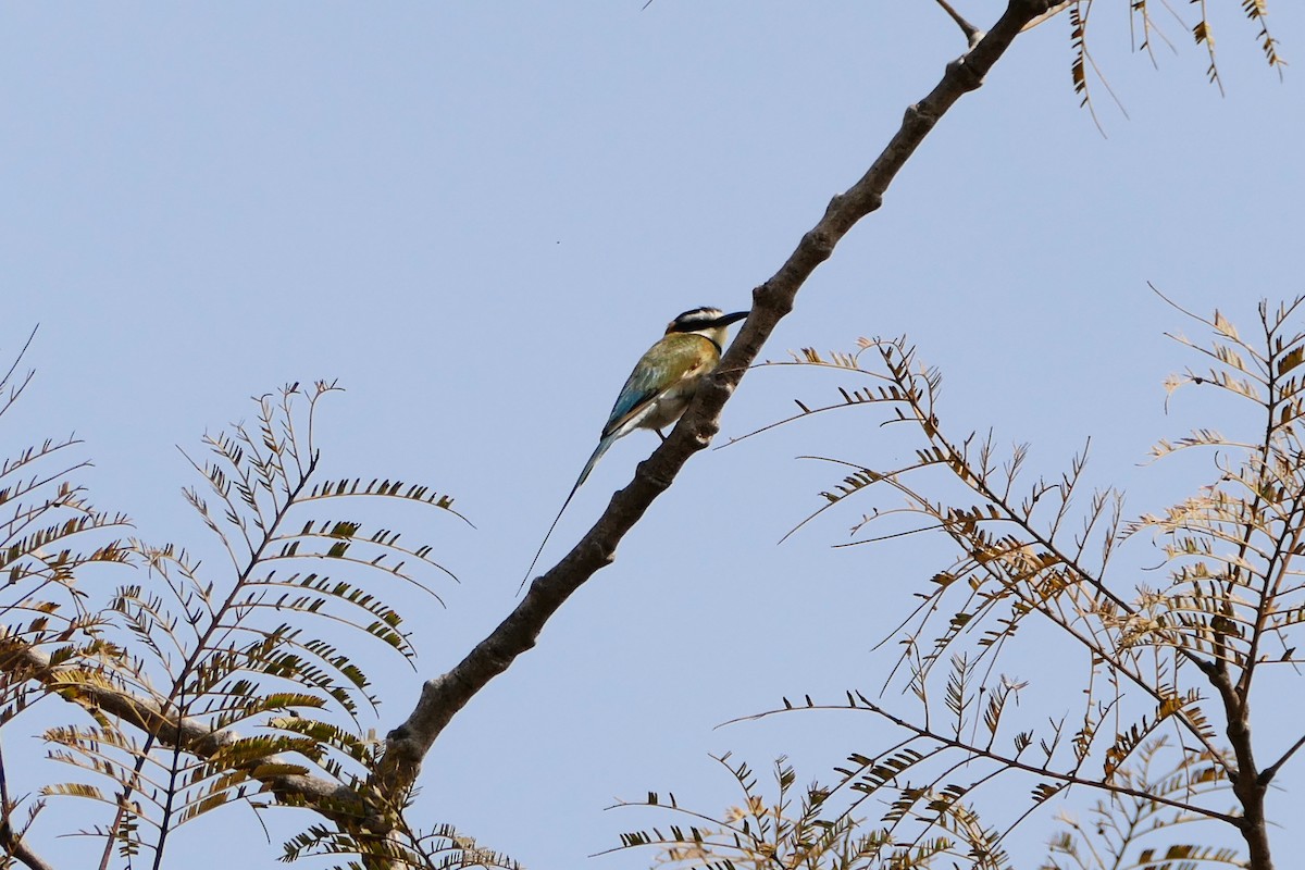 White-throated Bee-eater - ML616987474