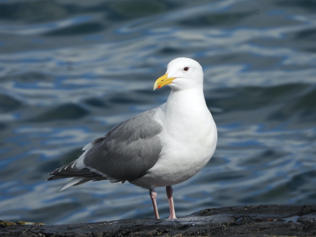 Western x Glaucous-winged Gull (hybrid) - Marc-Andre Beaucher