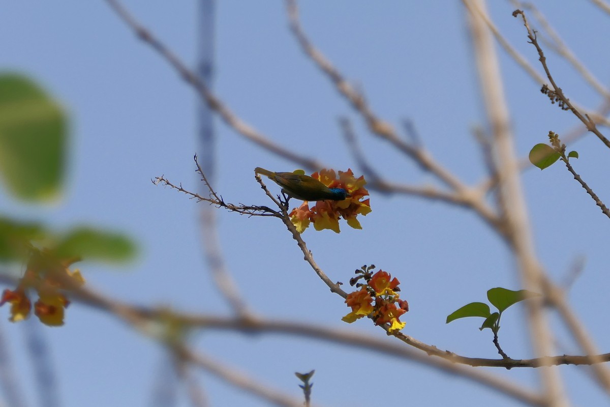 Green-headed Sunbird (Green-headed) - ML616987508