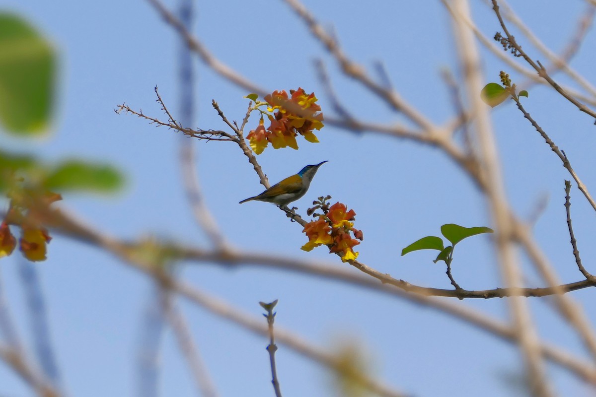 Green-headed Sunbird (Green-headed) - ML616987509