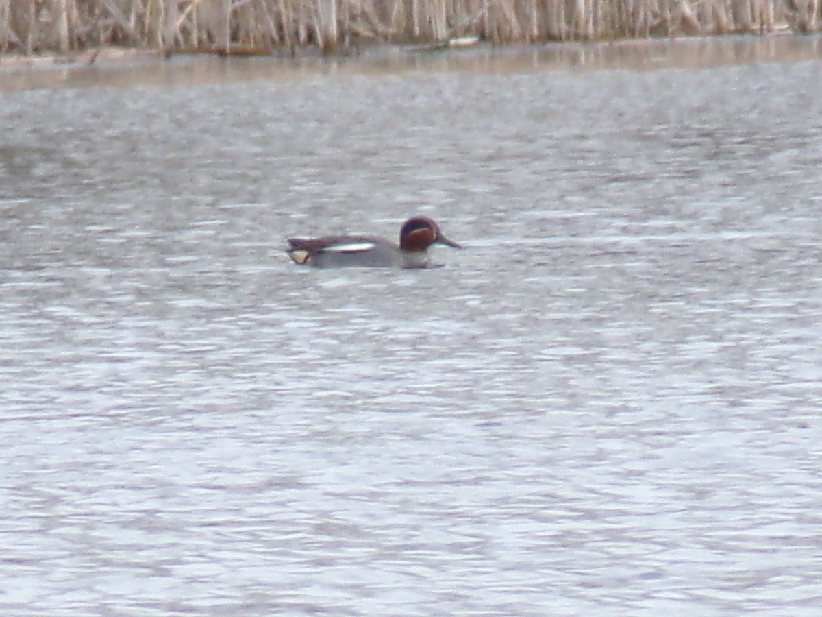 Green-winged Teal - ML616987775