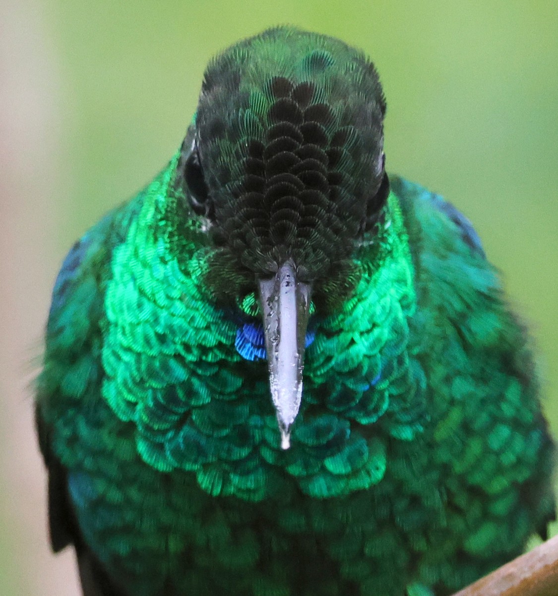 Green-crowned Brilliant - ML616987905