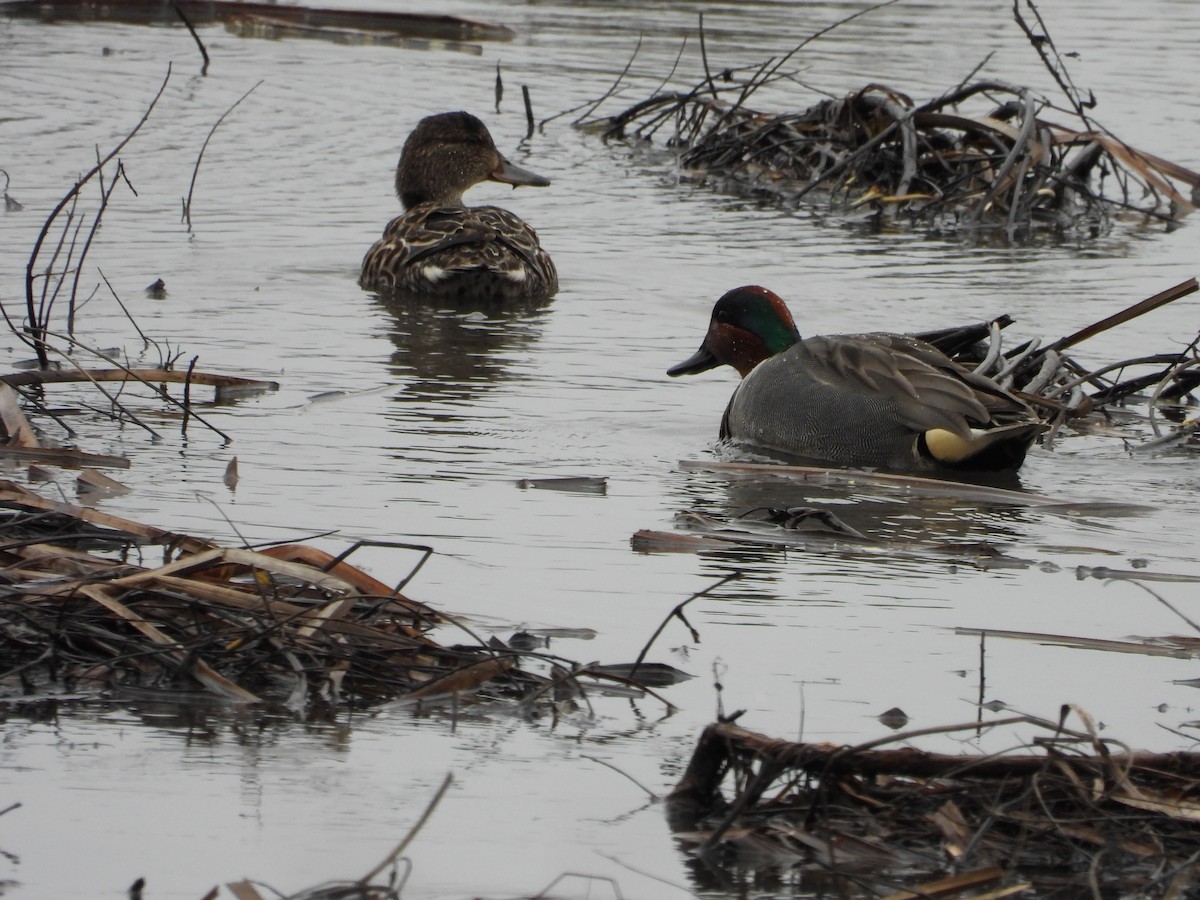 Green-winged Teal - ML616987997