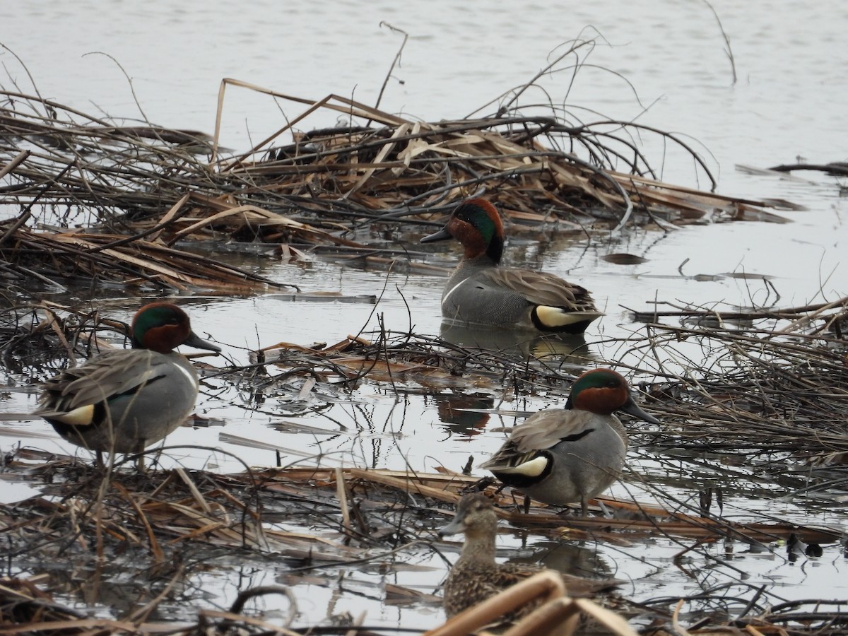 Green-winged Teal - ML616987998