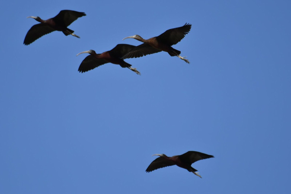 ibis hnědý - ML616988071