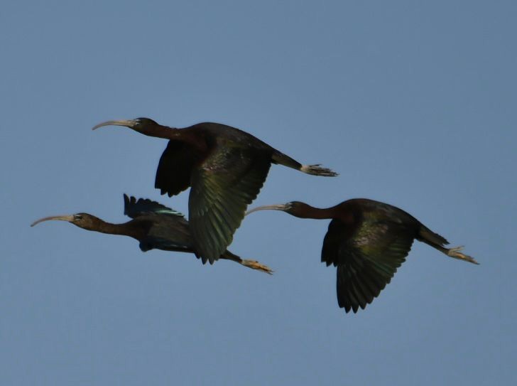 ibis hnědý - ML616988072
