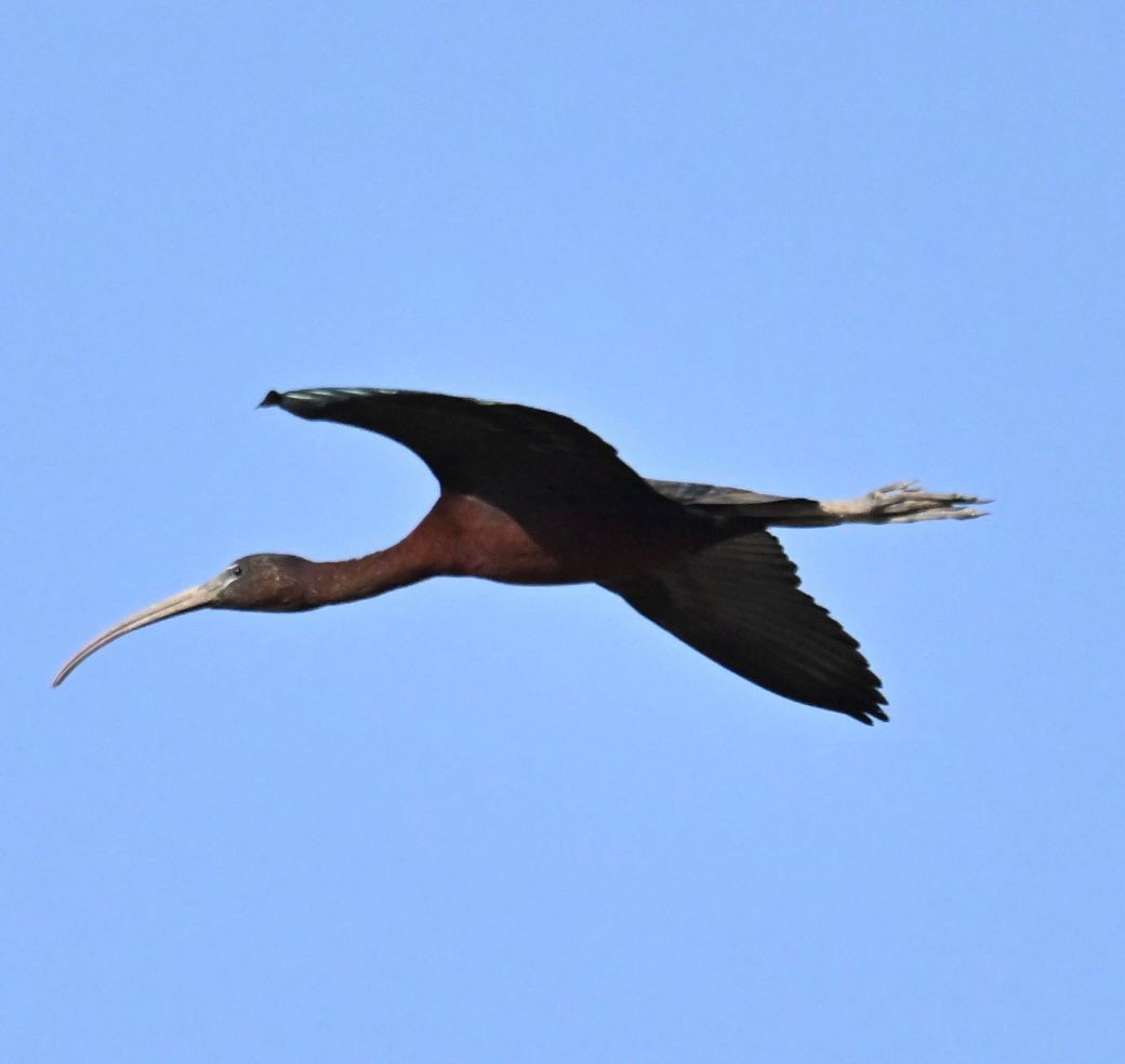 ibis hnědý - ML616988074