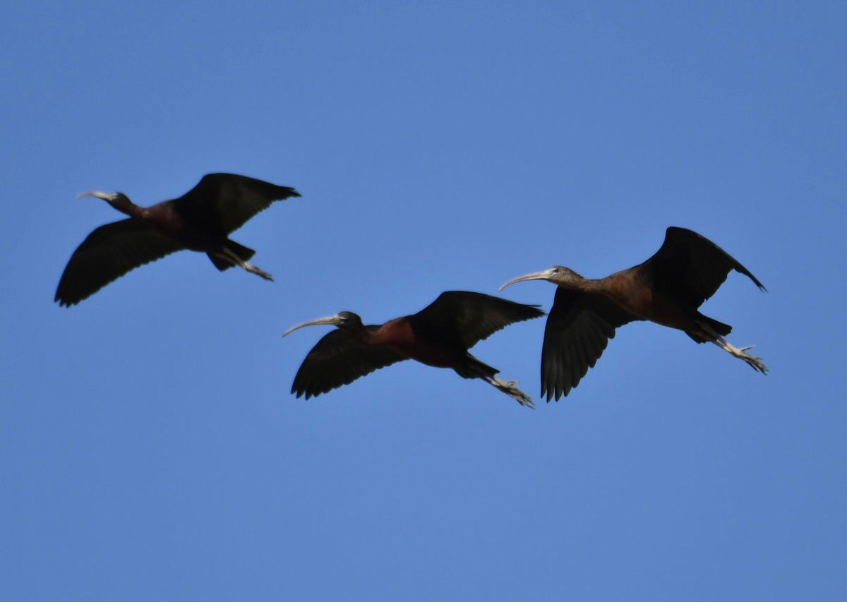 ibis hnědý - ML616988075
