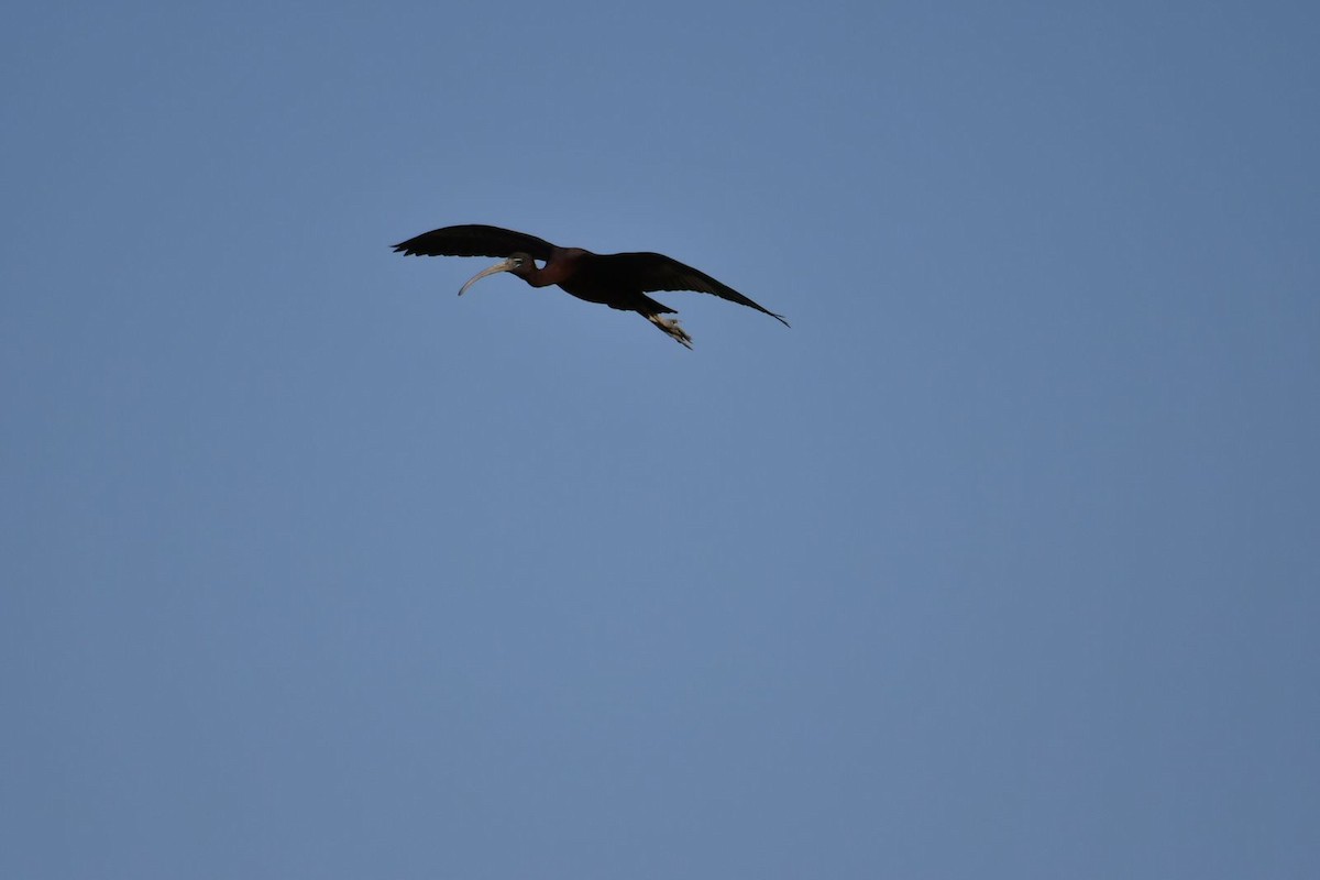 ibis hnědý - ML616988076
