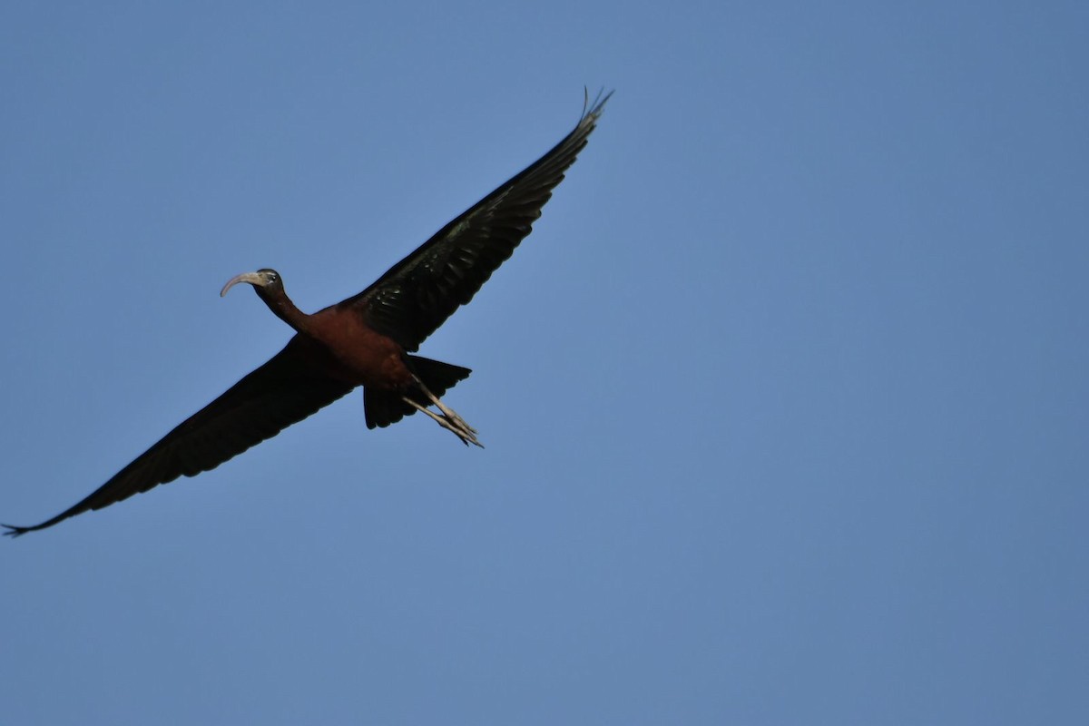 ibis hnědý - ML616988078
