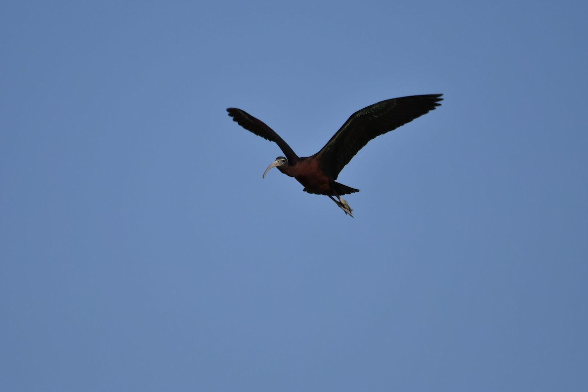 ibis hnědý - ML616988079