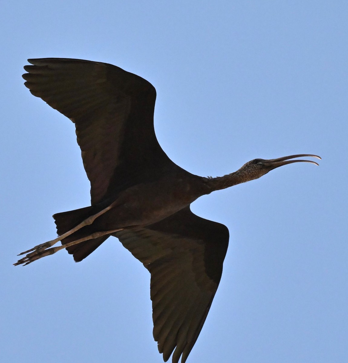 ibis hnědý - ML616988081