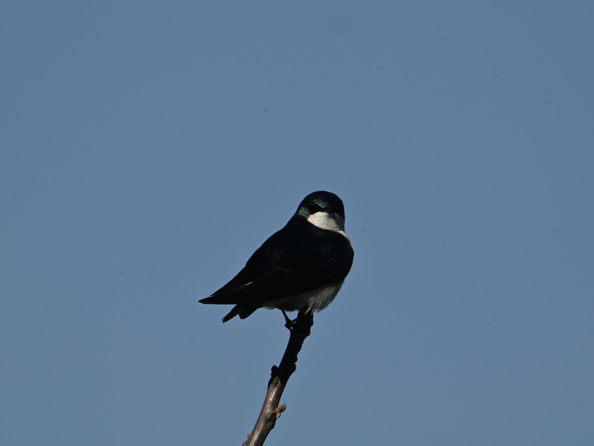 Tree Swallow - ML616988280