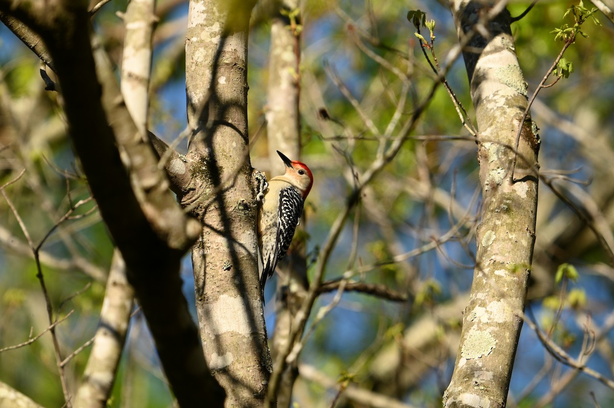 Red-bellied Woodpecker - ML616988330