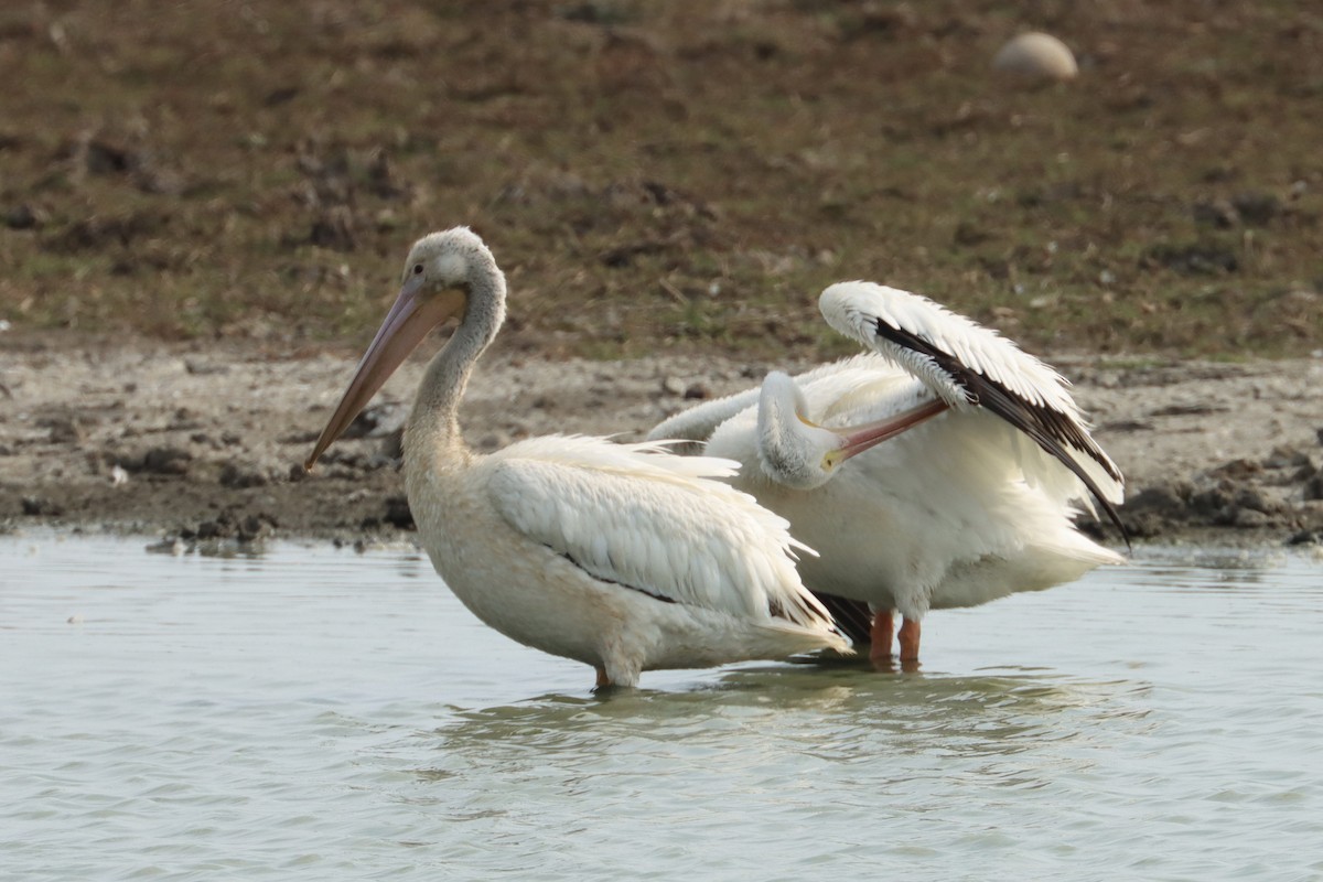 pelikán severoamerický - ML616988438