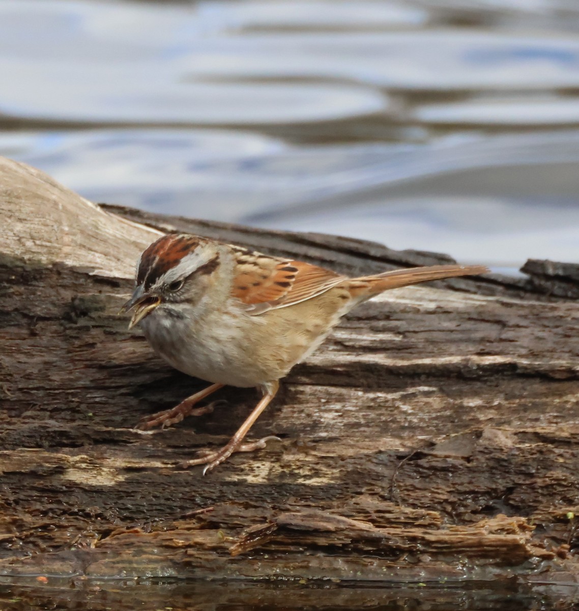 Swamp Sparrow - ML616988444
