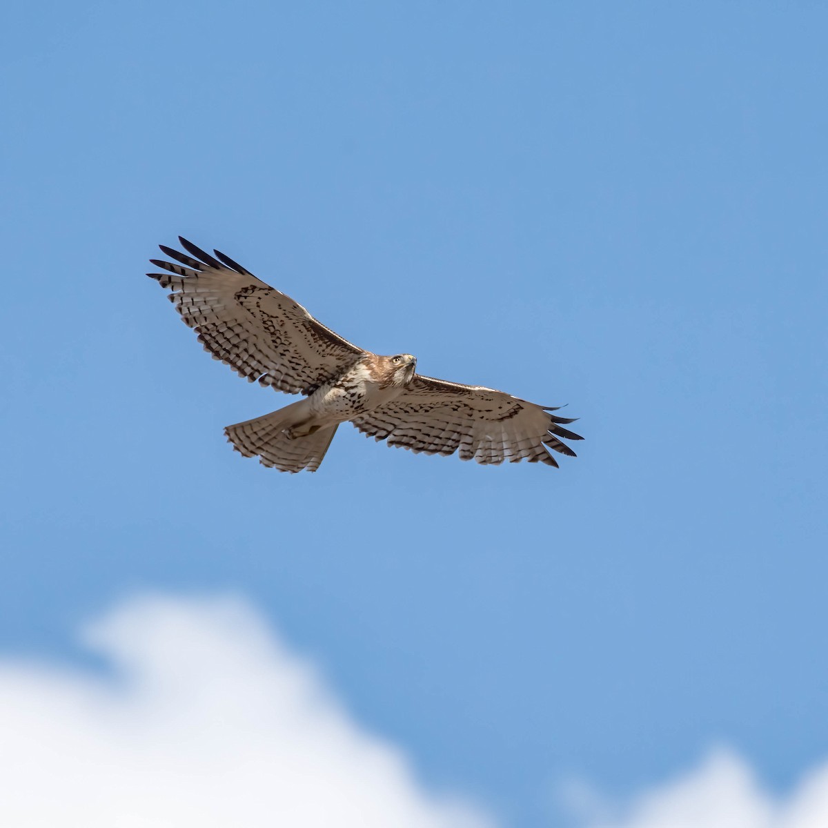 Red-tailed Hawk - ML616988495