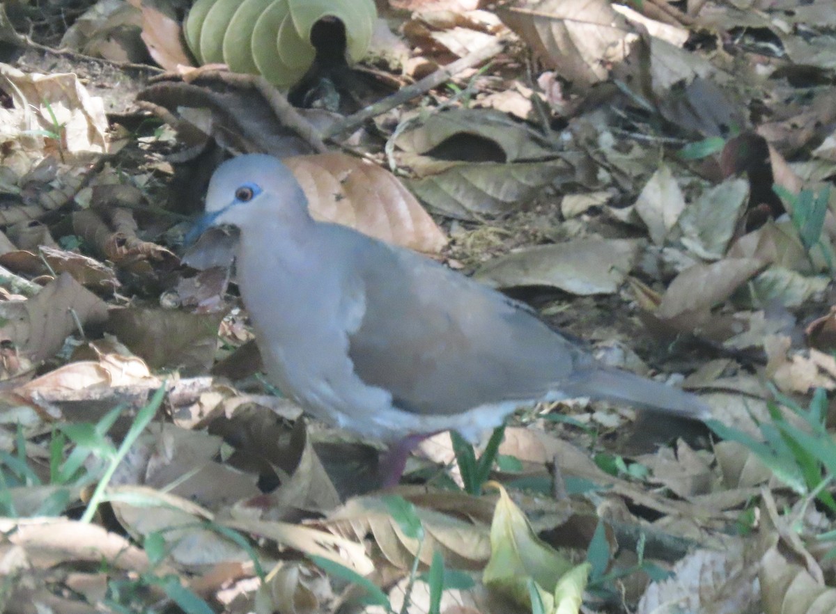 White-tipped Dove - Paul Bedell