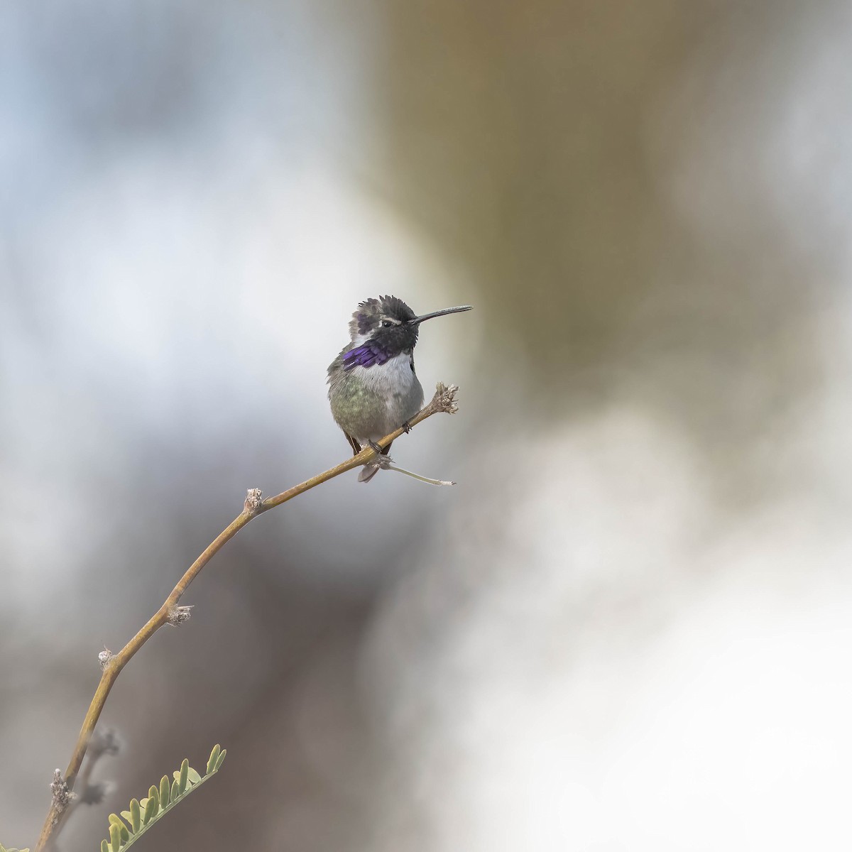 Costa's Hummingbird - ML616988596