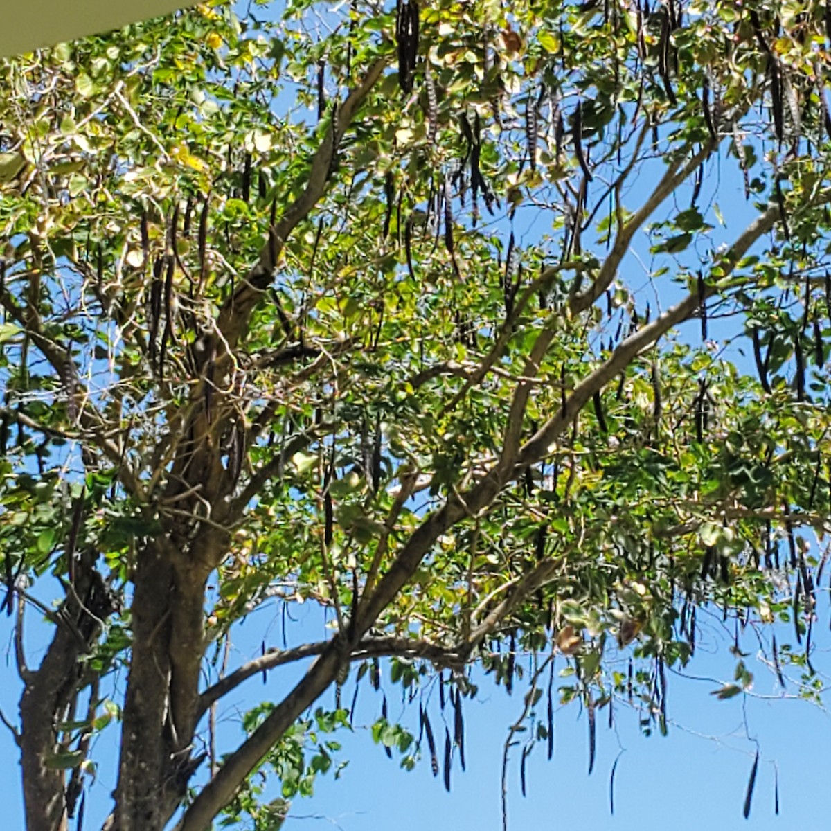 Puerto Rican Woodpecker - ML616988619