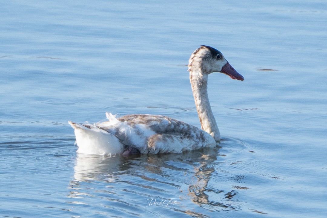 Coscoroba Swan - Darío de la Fuente - Chilean Nature