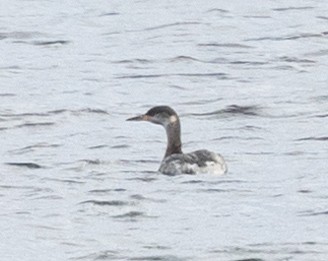 Red-necked Grebe - ML616988677