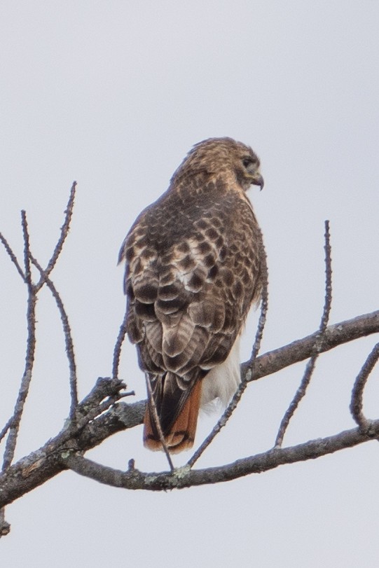 Red-tailed Hawk - Keith Lea
