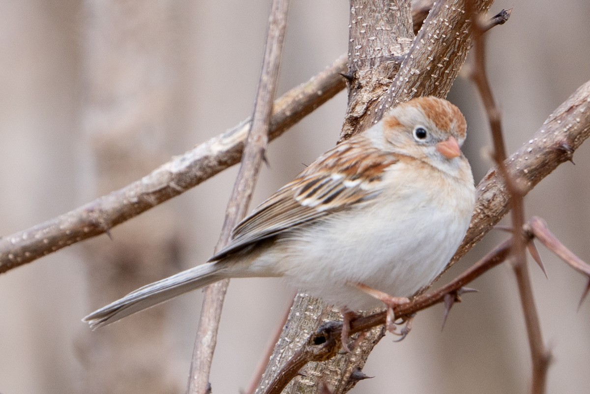 Field Sparrow - Keith Lea