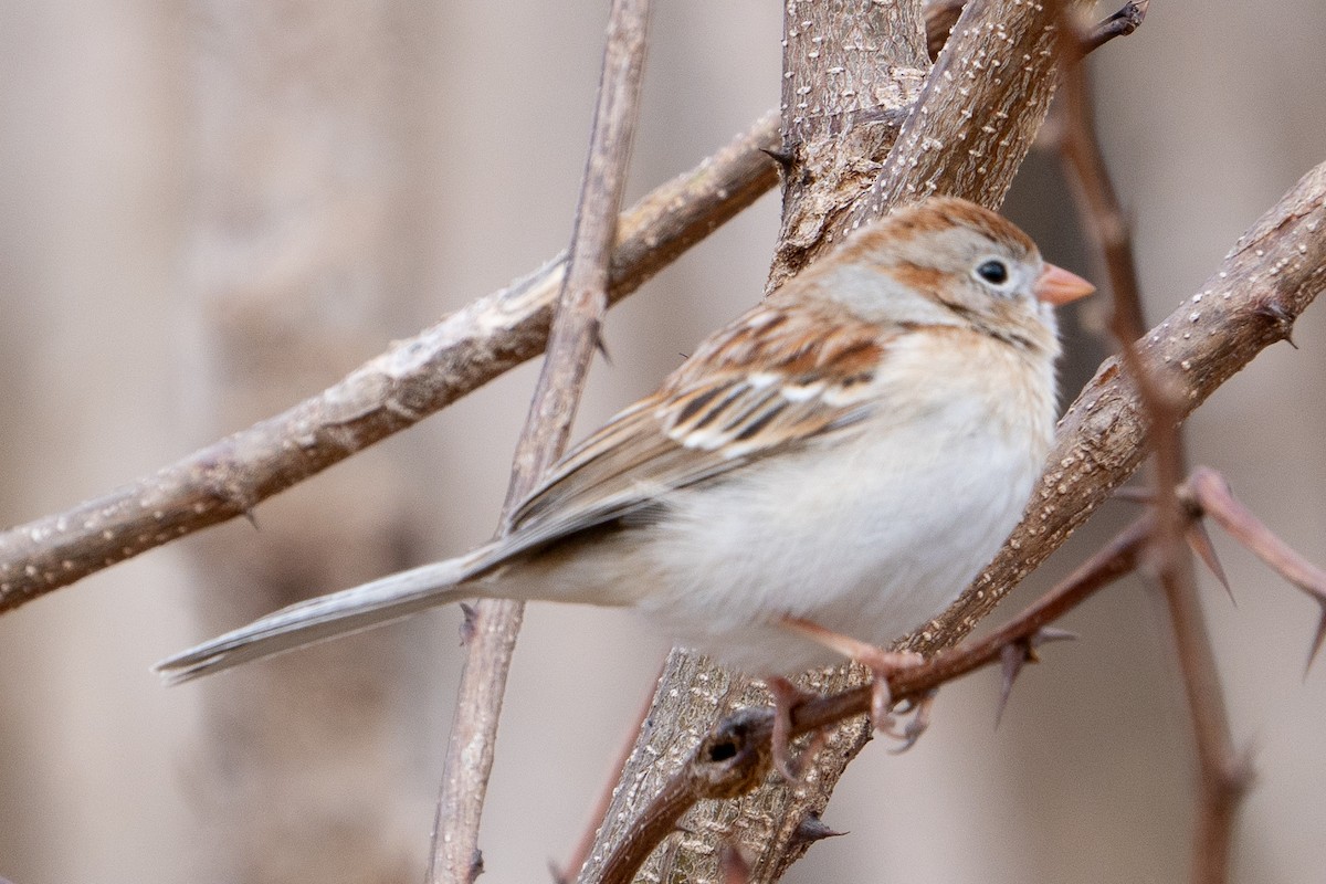 Field Sparrow - Keith Lea