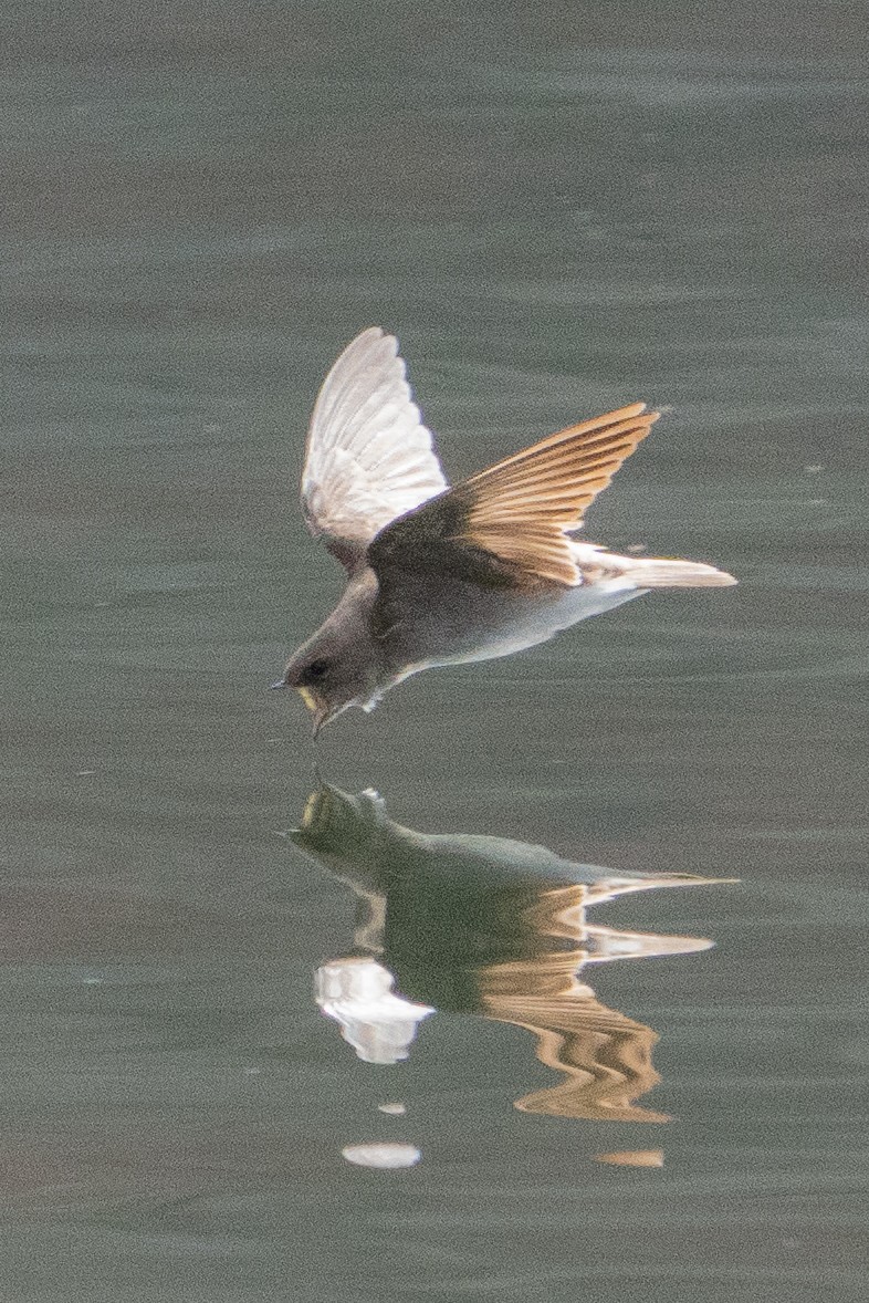 Northern Rough-winged Swallow - ML616988737